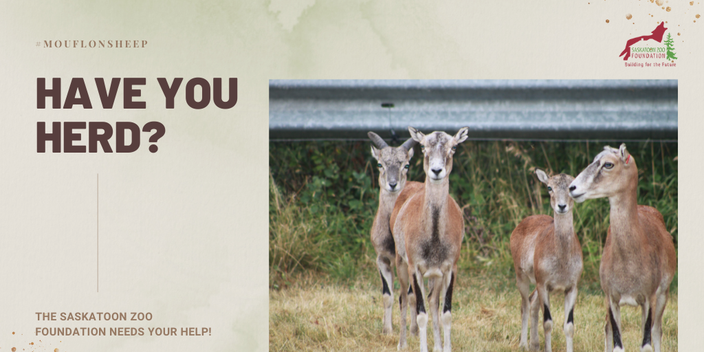 Mouflon Sheep Saskatoon Zoo Foundation